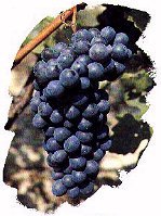 grappolo